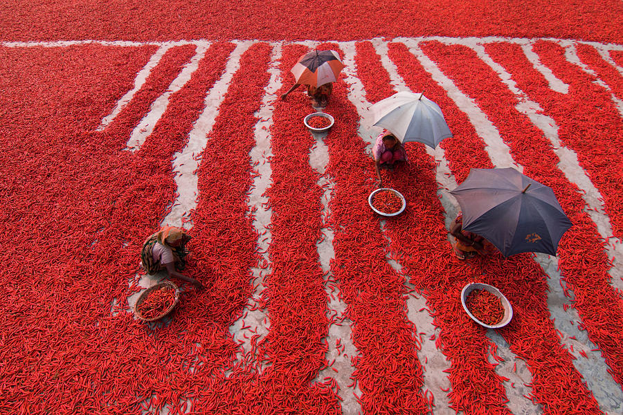 Red Photograph - Red Chilies Pickers by Azim Khan Ronnie