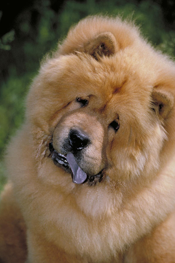 Red Chow Photograph by Jeanne White