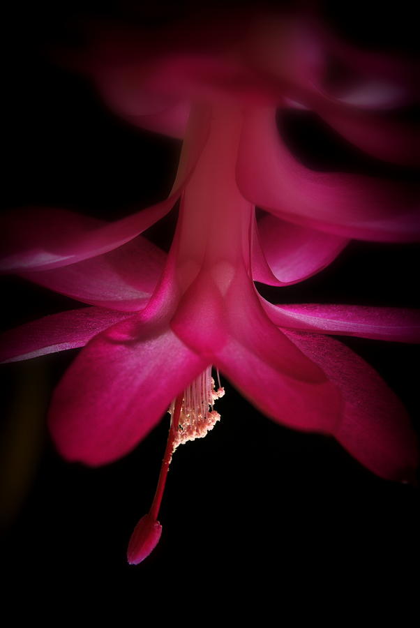 Red Chrismas Cacti Blossom Photograph by Nathan Abbott