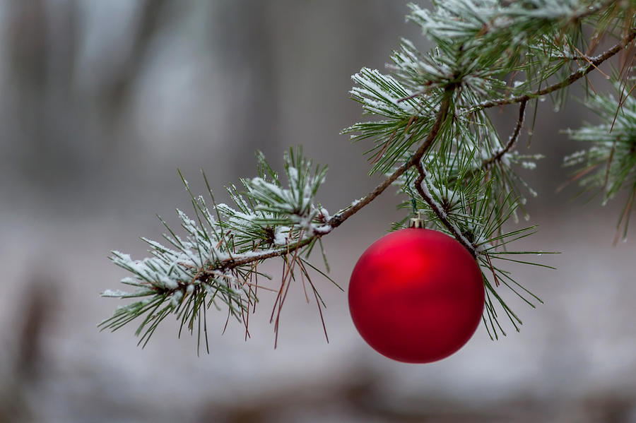 Christmas Photograph - Red Christmas Ball Branch by Terry DeLuco