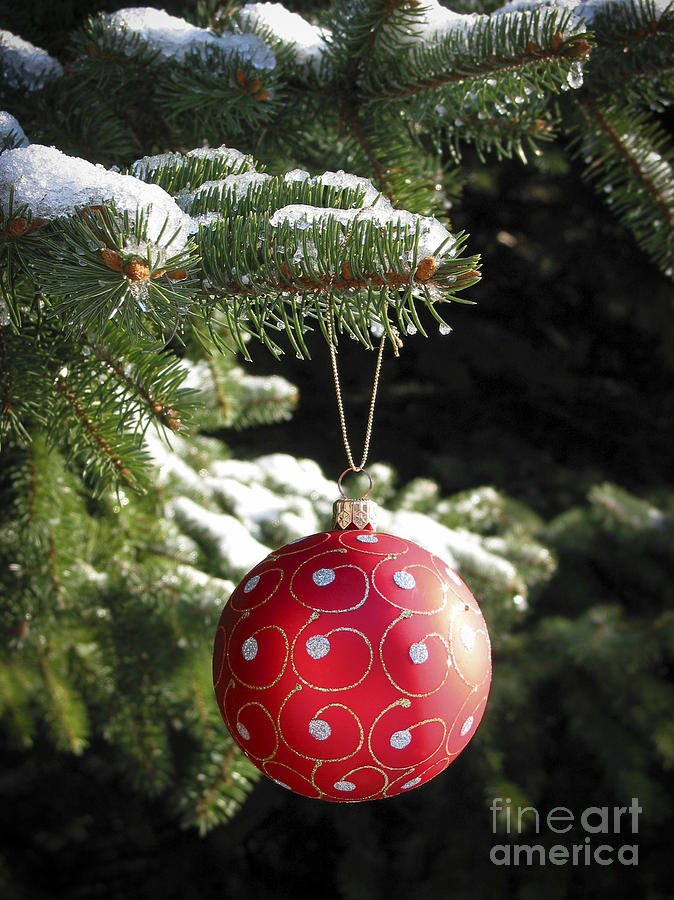 Christmas Photograph - Red Christmas ball on fir tree by Elena Elisseeva