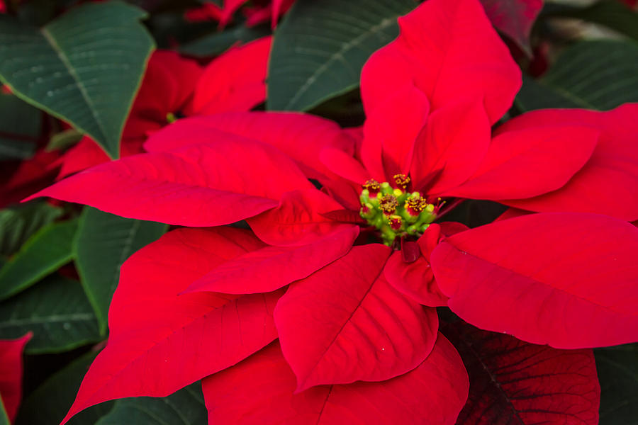 Red Christmas Beauty Photograph by Teri Virbickis