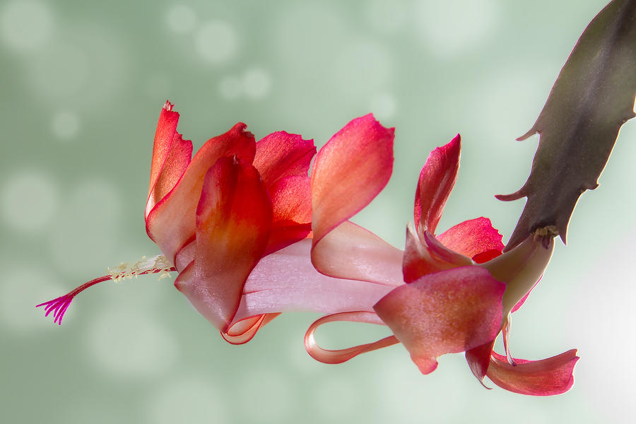 Red Christmas Cactus Bloom Photograph by Patti Deters