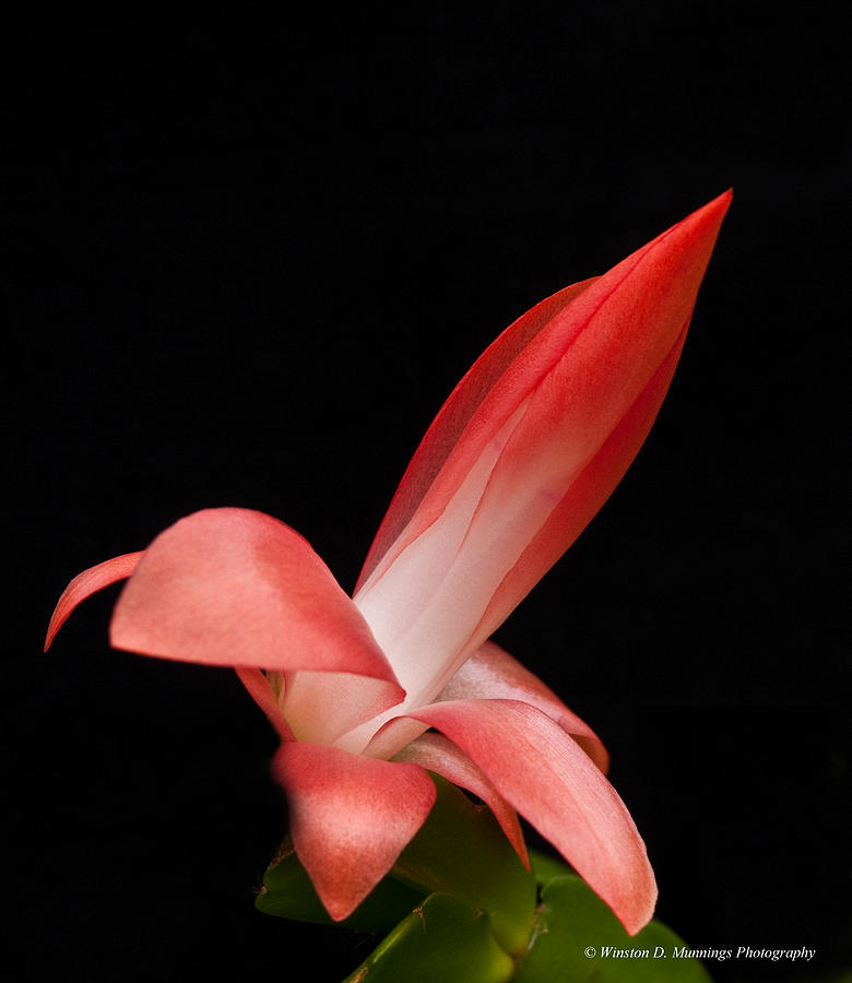 Red Christmas Cactus Photograph by Winston D Munnings