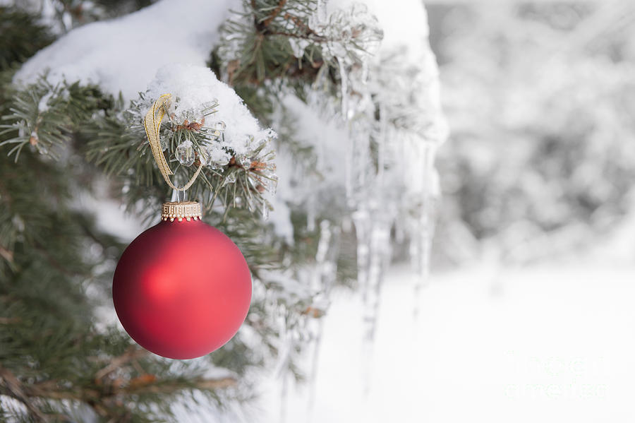Red Christmas ornament on icy tree Photograph by Elena Elisseeva