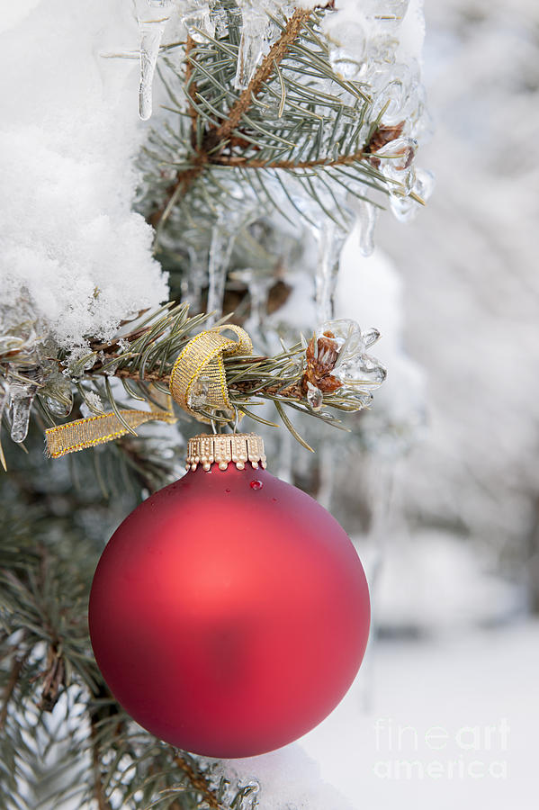 Red Christmas ornament on snowy tree Photograph by Elena Elisseeva