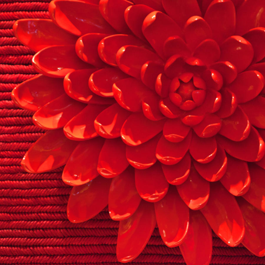 Flower Photograph - Red Chrysanthemum Display by Art Block Collections