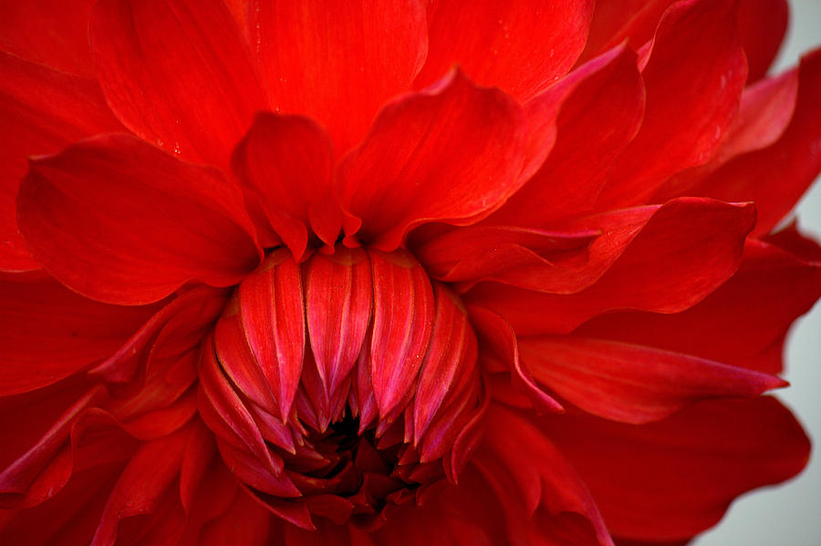 Red Chrysanthemum Photograph by Jale Fancey
