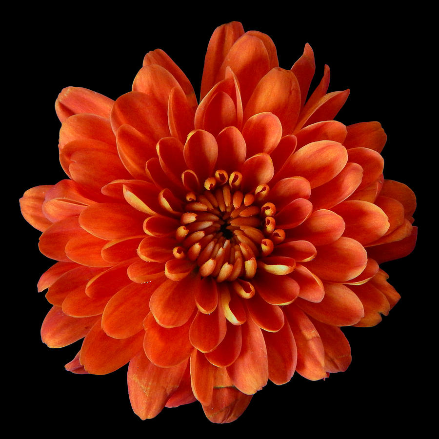 Red Chrysanthemum Still Life Flower Art Poster Photograph by Lily Malor