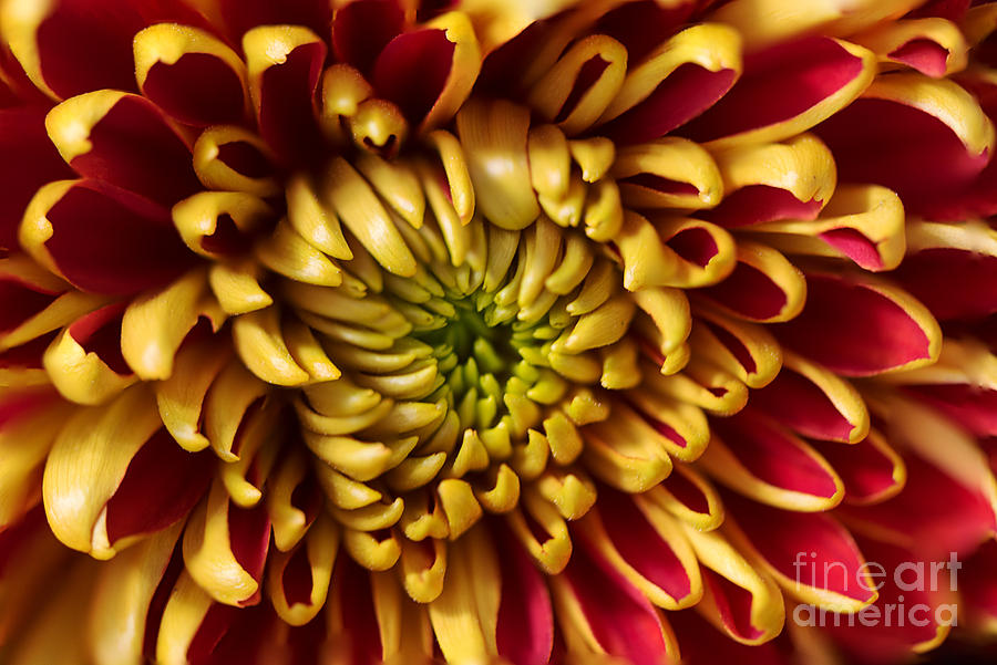 Red Chrysanthemum Photograph by Matt Malloy
