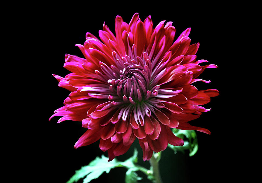 Red Chrysanthemum. Photograph by Terence Davis Pixels