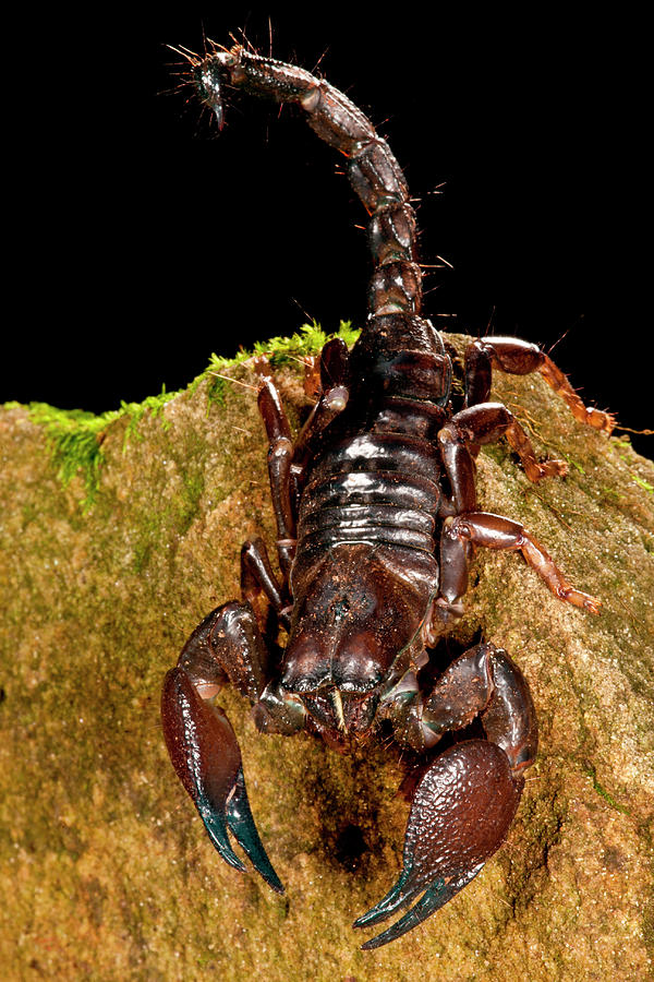 Nature Photograph - Red Claw Emperor Scorpion, Pandinus by David Northcott