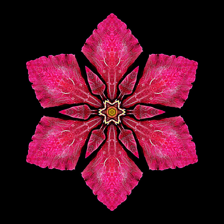 Red Clematis I Flower Mandala Photograph by David J Bookbinder