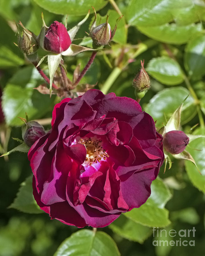 Rose Photograph - Red Climbing Rose by Sharon Talson