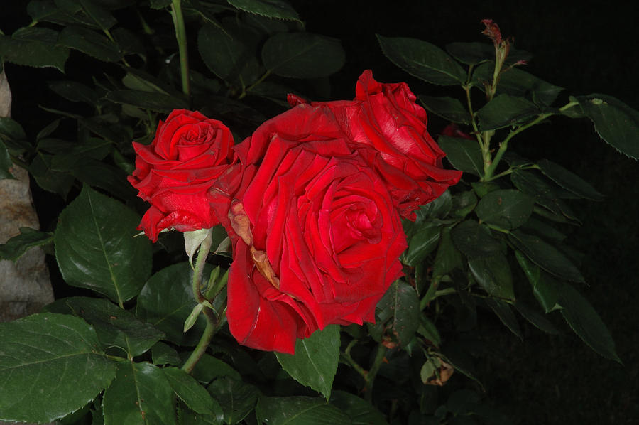 Red cloister rose by Jim Barbour Red cloister rose by Jim Barbour