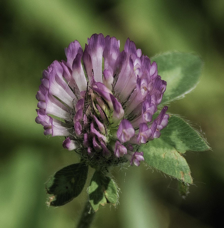 Red Clover #1 Photograph by Gary OBoyle