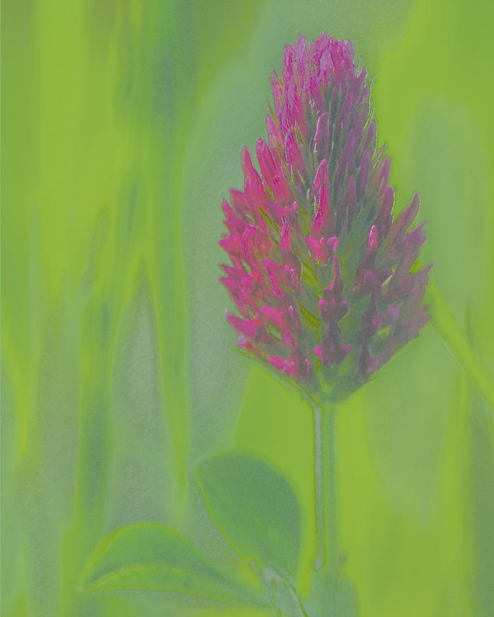 Red Clover Blossom Watercolor Photograph