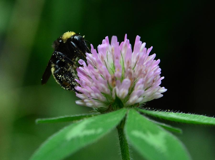 CLover Bee Photograph by Rae Ann  M Garrett