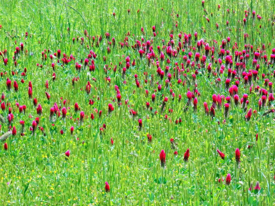 Red Clover Field Photograph by Deborah  Crew-Johnson