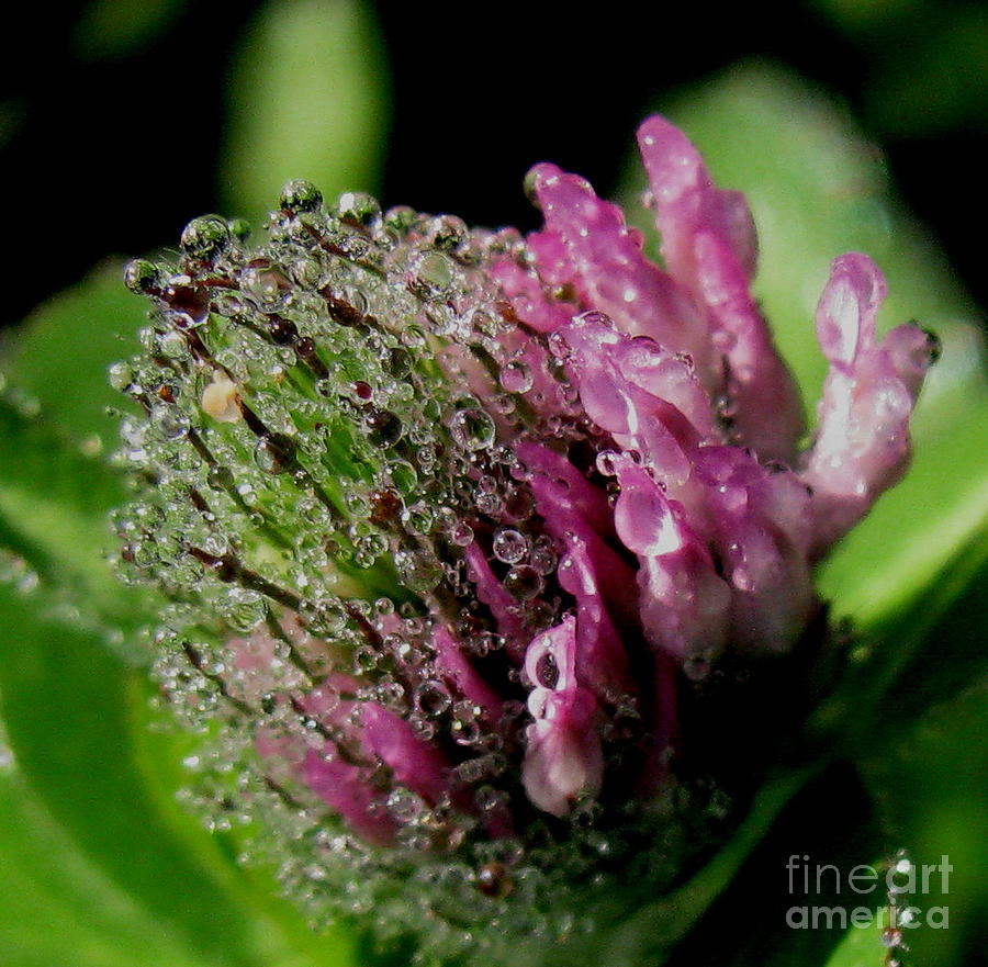 Nature Photograph - Red clover by Fred Sheridan