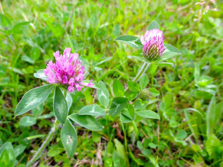 Red Clover Photograph by Kendall Kessler