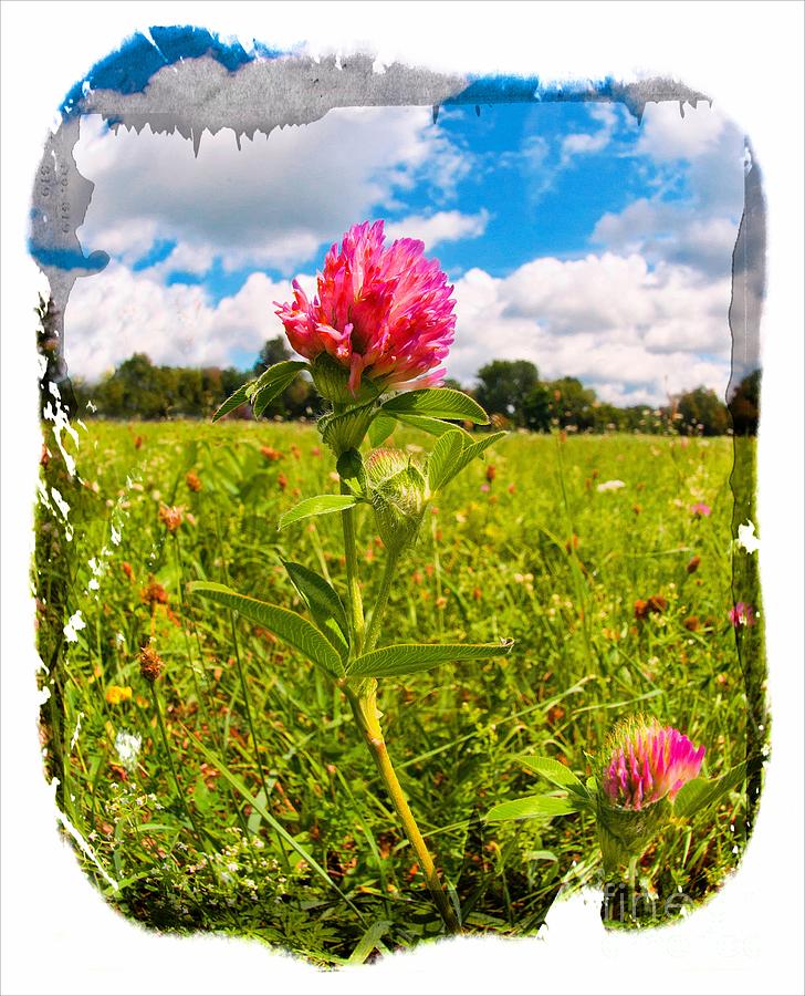 Red Clover Photograph by Larry Mulvehill