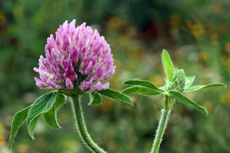 Clover Photograph - Red Clover by Nikolyn McDonald Clover Photograph - Red Clover by Nikolyn McDonald