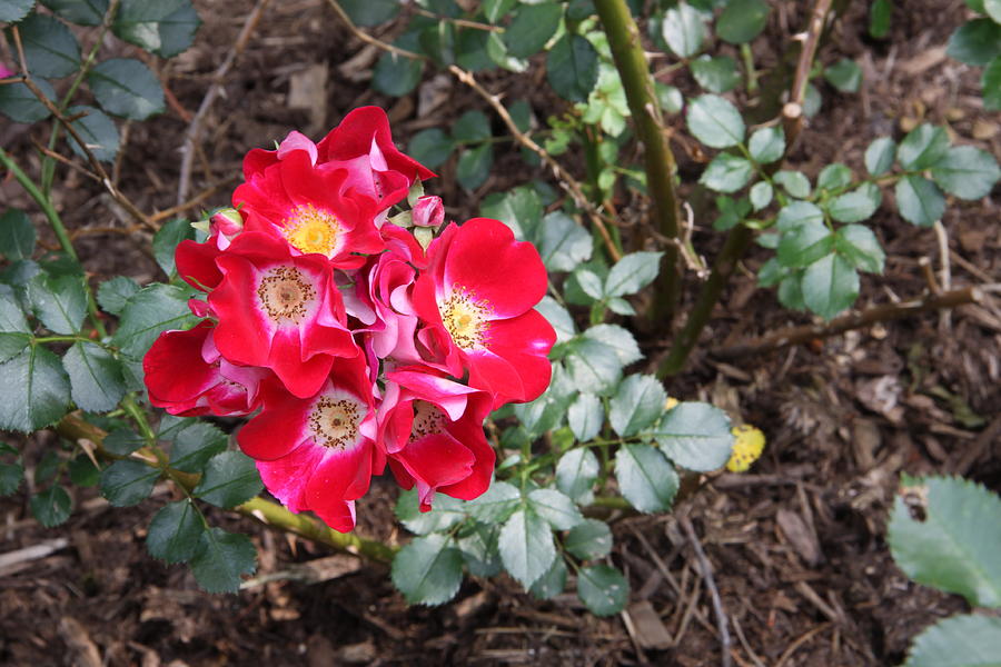 Red Cluster Photograph by Gerald Mitchell Fine Art America
