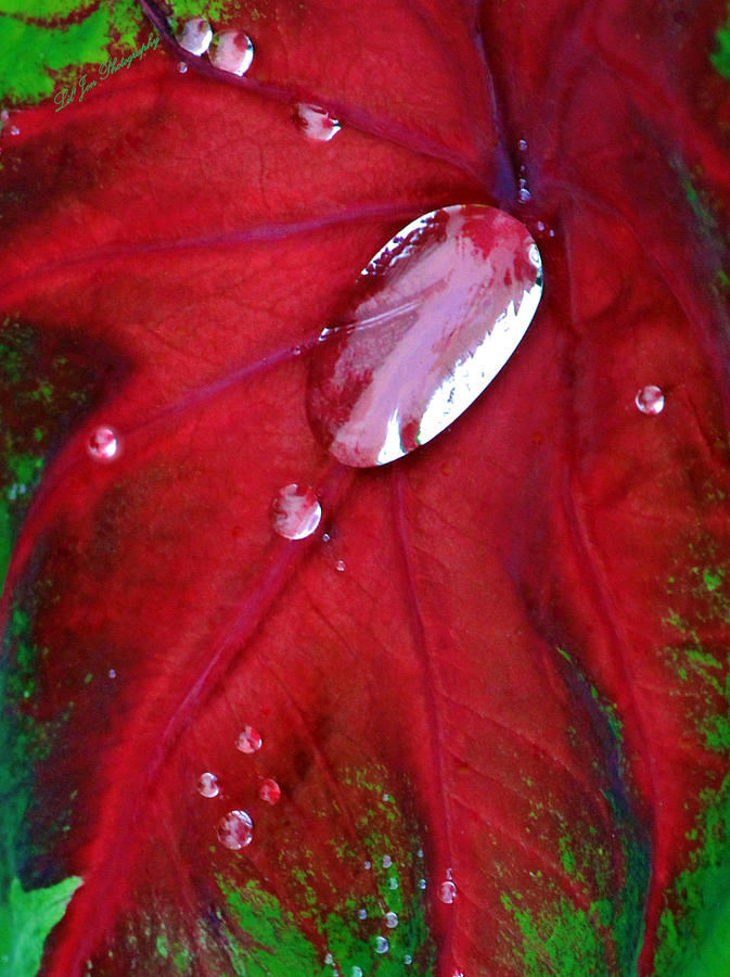 Red Coleus Leaf Photograph by Jeanette C Landstrom