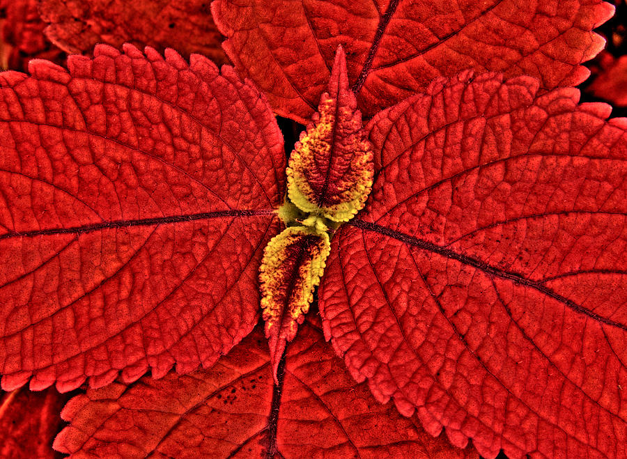Red Coleus Photograph by Rob Huntley