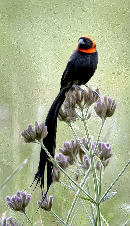 Red Collared Widowbird Photograph by Claudio Bacinello