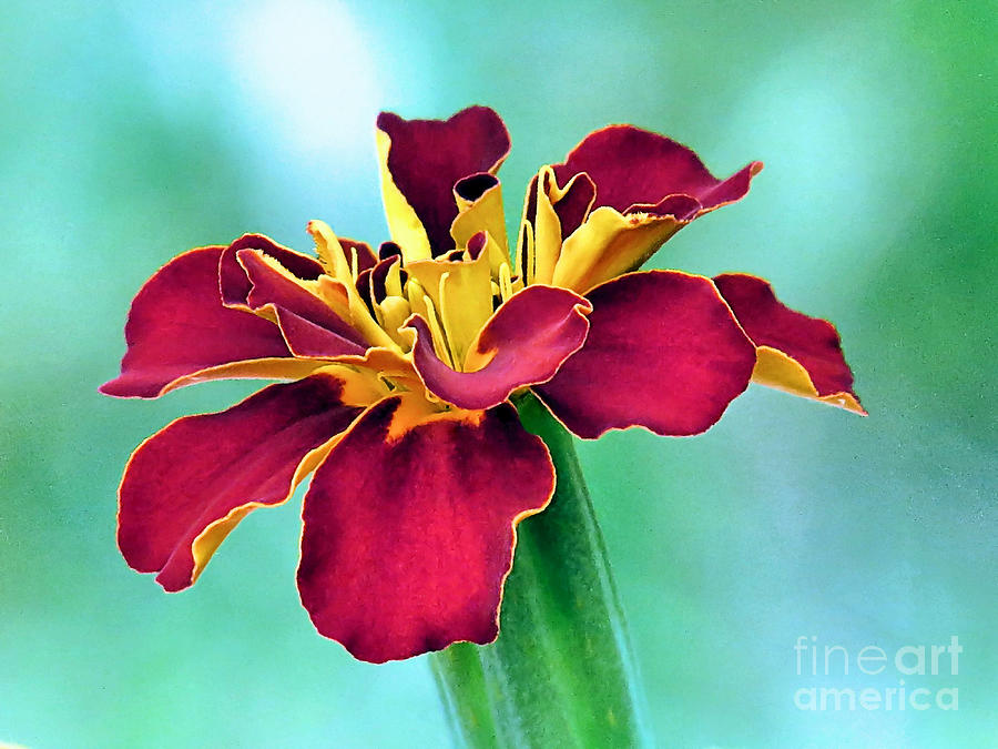 Red Colored Marigold Photograph by Janice Drew