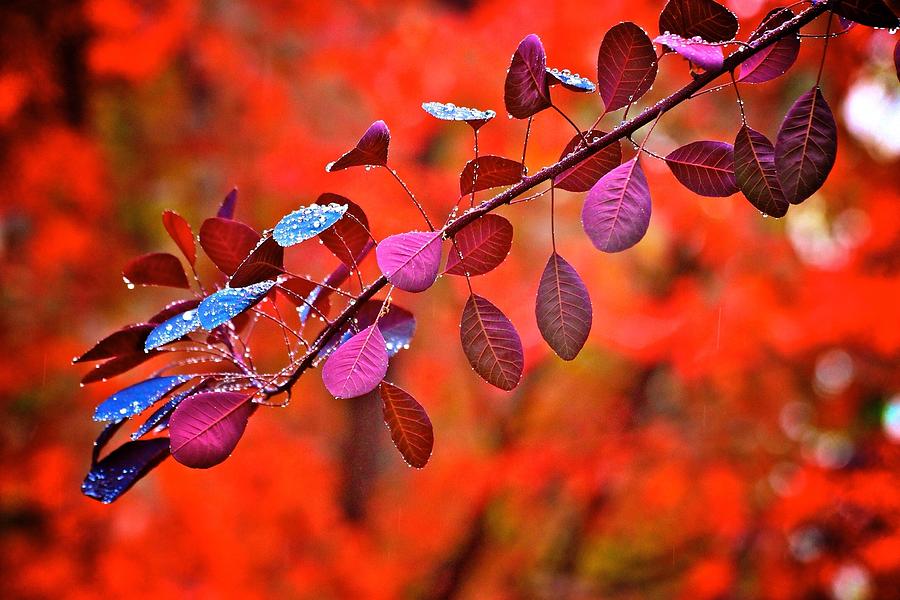 Red colors in fall Photograph by Lynn Hopwood