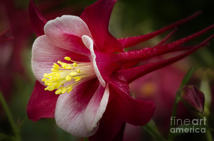 Red Columbine Flower Photograph by Carrie Cranwill