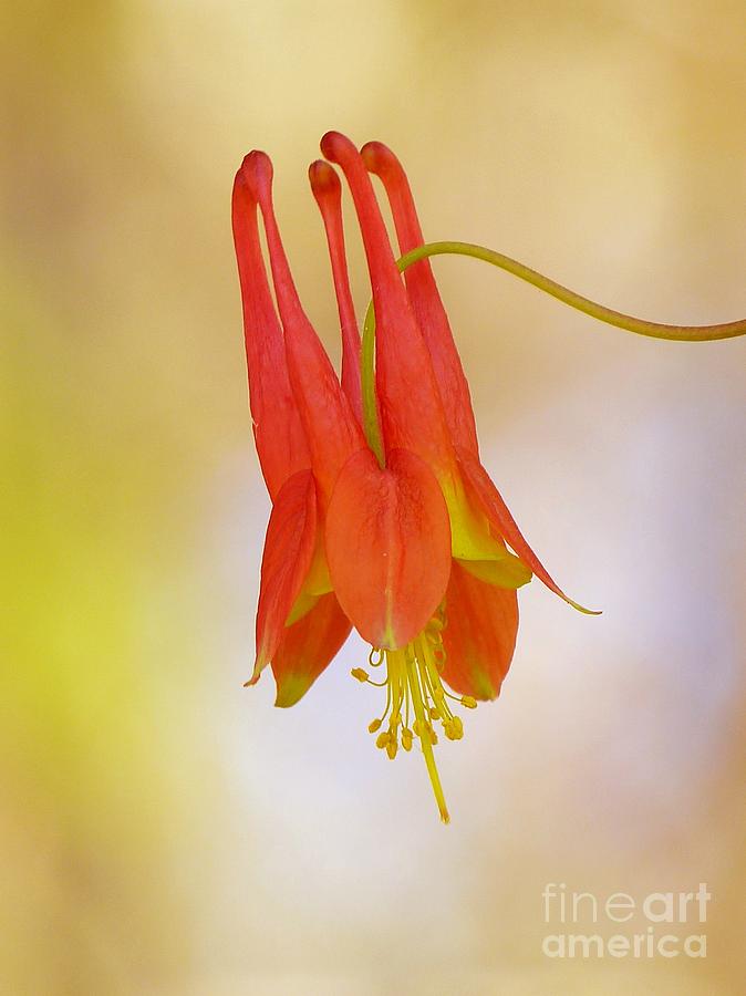 Red Columbine Flower In Spring Photograph