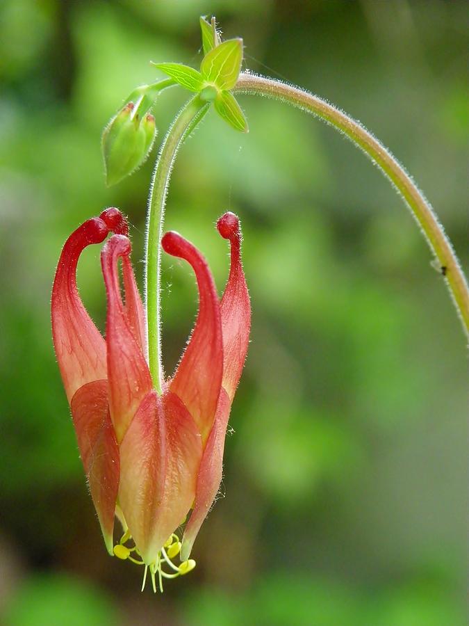 Red Columbine Flower Photograph by Sharon Popek