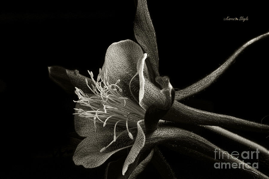 Black And White Photograph - Red Columbine in Black and White by Karen Slagle