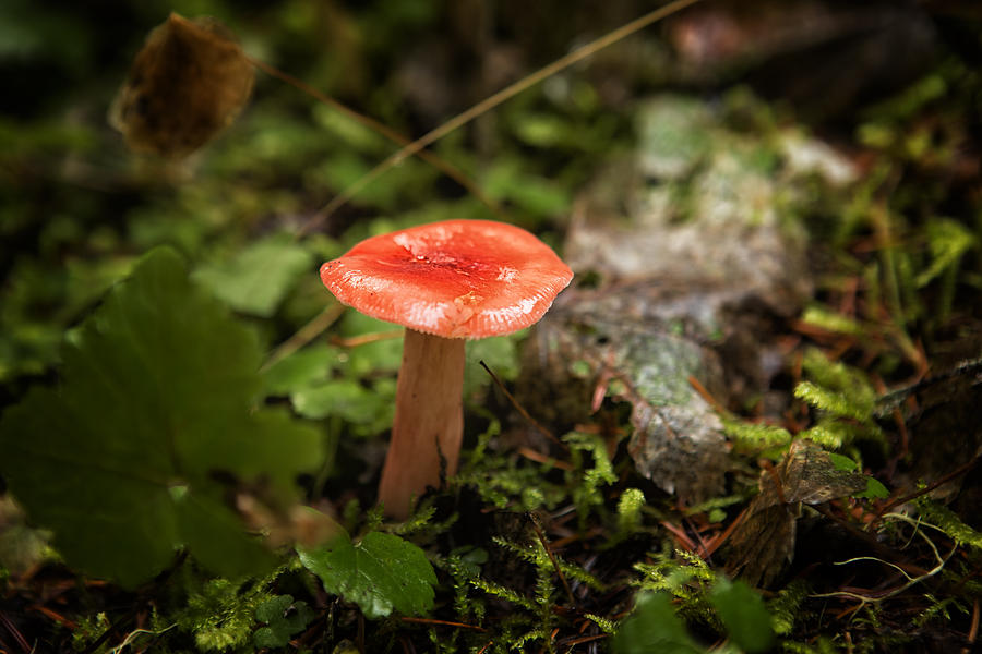 Red Coral Mushroom Photograph by Belinda Greb