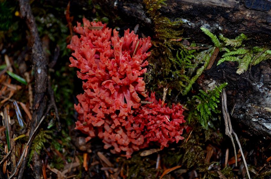 Red Coral Mushroom Photograph by Laureen Murtha Menzl