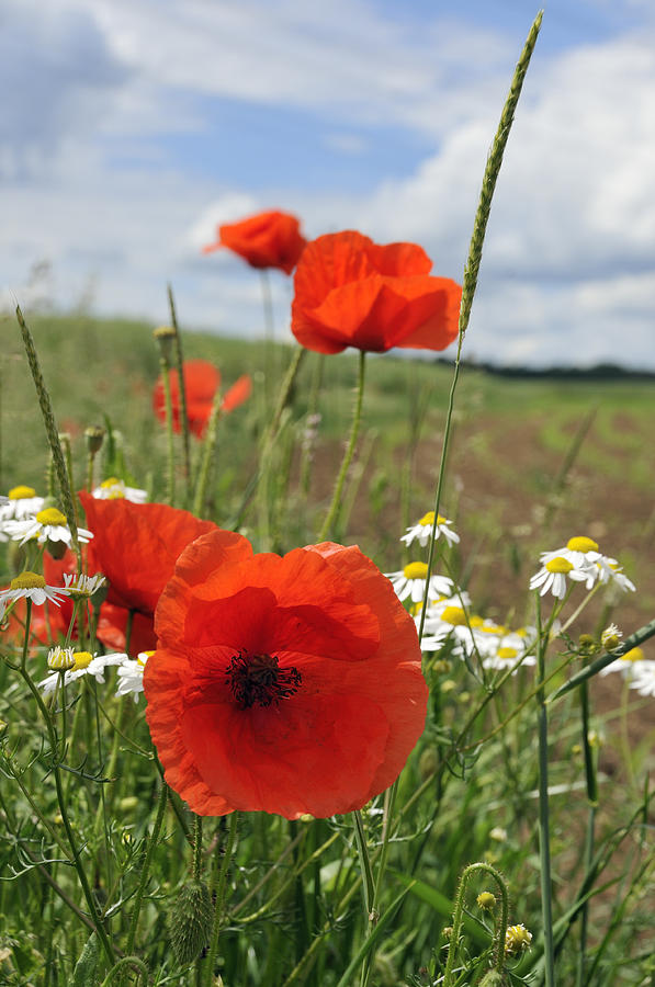 Red corn poppy and green meadow Photograph by Matthias Hauser
