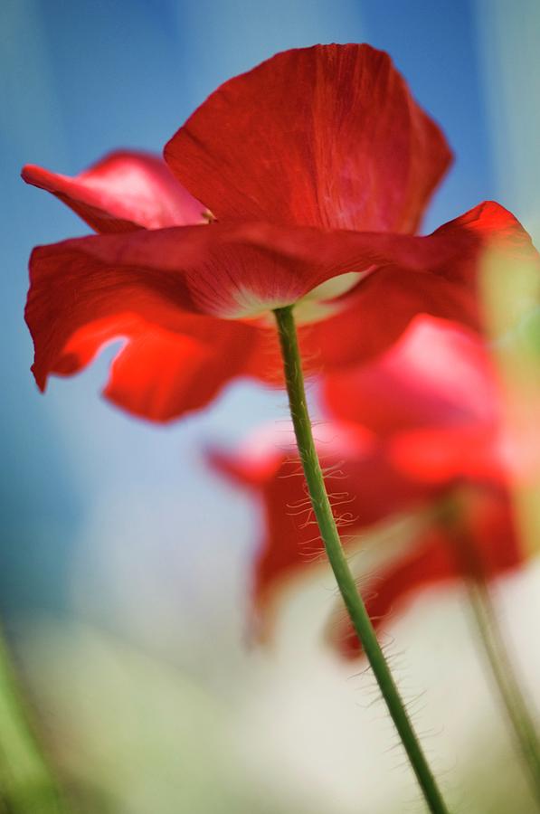 Red Corn Poppy Photograph by Maria Mosolova