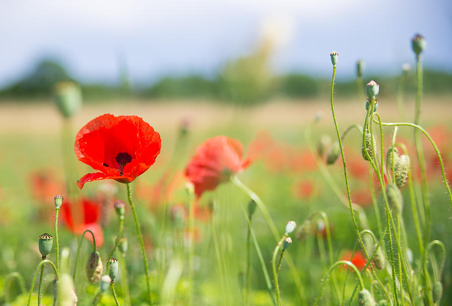 Red corn poppy on a beautiful green summer meadow Photograph by Matthias Hauser