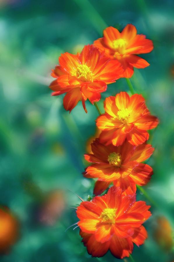 Red Cosmos (cosmos Sulphureus) Photograph by Maria Mosolova/science Photo Library