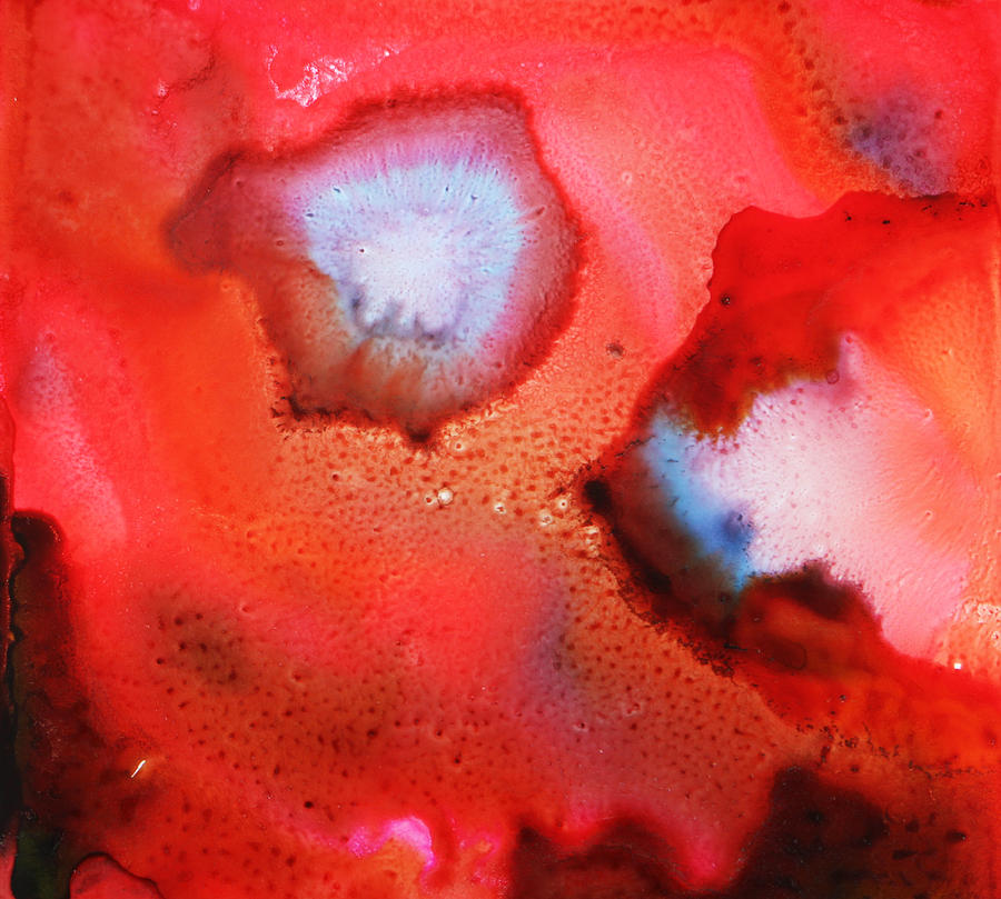 Red Cosmos Painting by Nancy Merkle