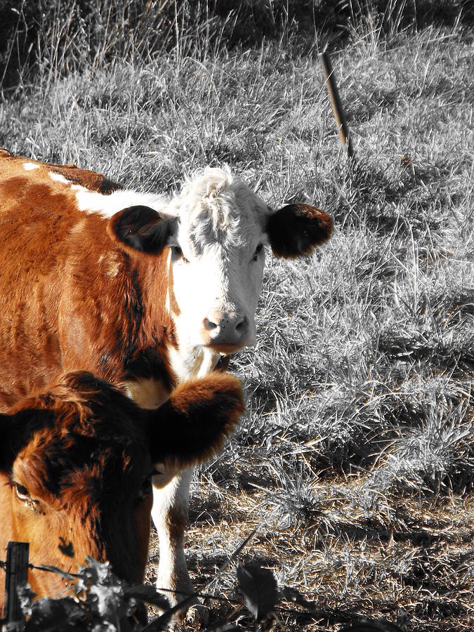 Red Cows Photograph by Caryl J Bohn