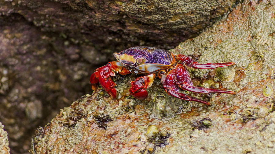 Summer Photograph - Red Crab by Aged Pixel