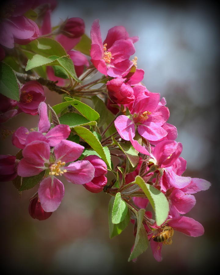 Red Crab apple blossoms Photograph by Nathan Abbott