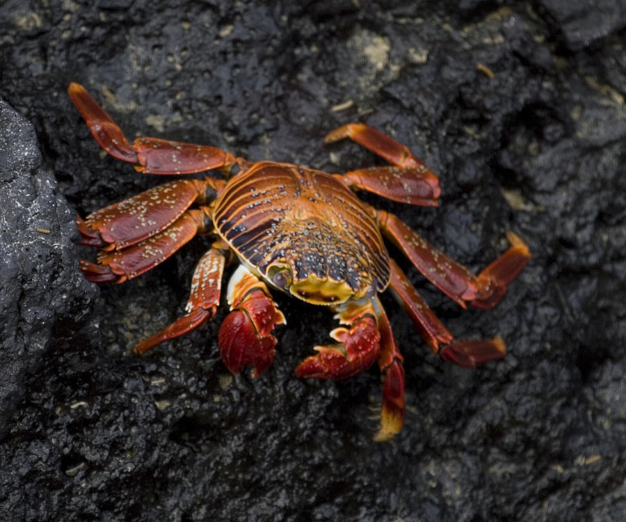 Nature Photograph - Red crab by Lucas Guardincerri