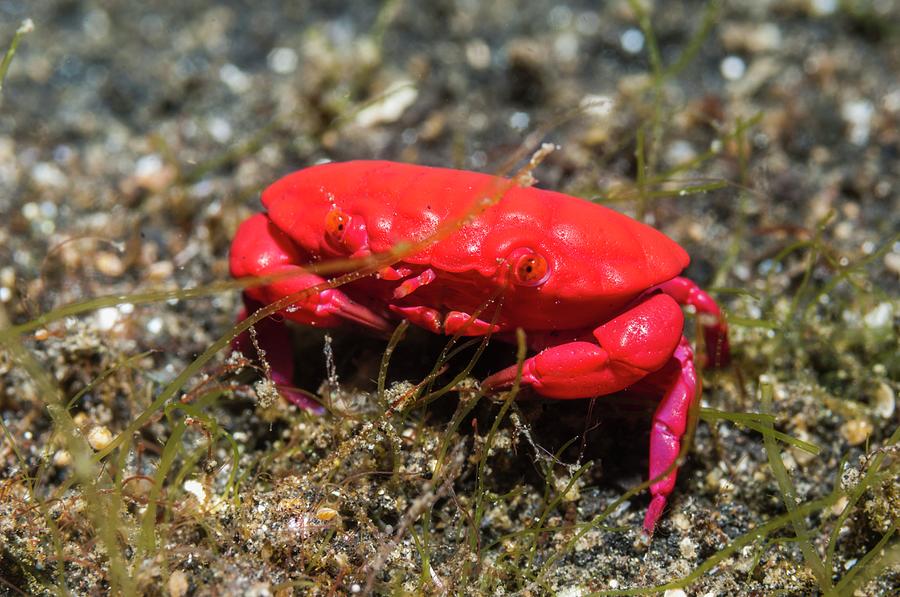 thai red crab
