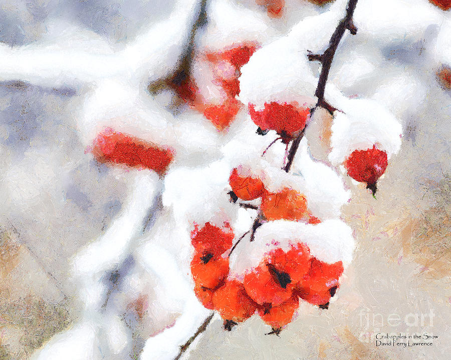 Winter Photograph - Red Crabapples in the Winter Snow - A Digital painting by D Perry Lawrence by David Perry Lawrence